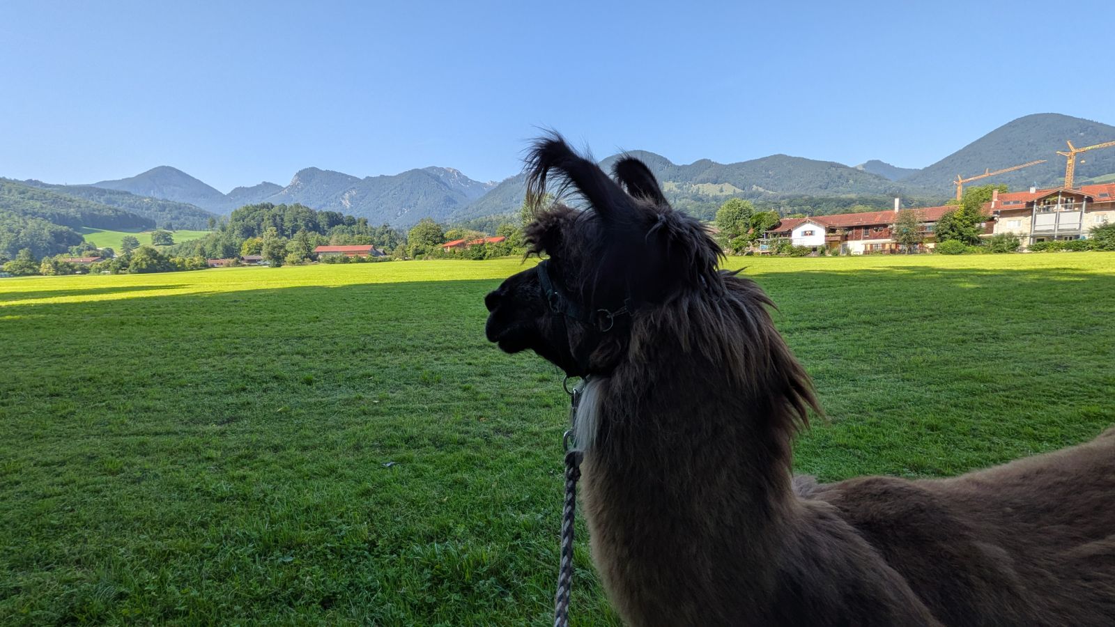 Lama-Trekking